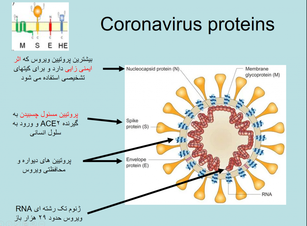 ضعیف شدن ویروس کرونا