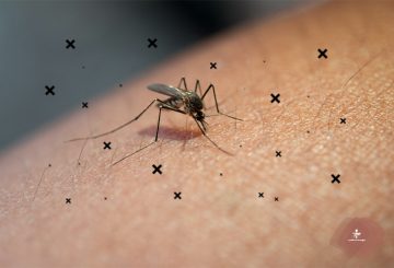 ‌آیا پشه‌ها باعث انتقال کروناویروس می‌شوند؟